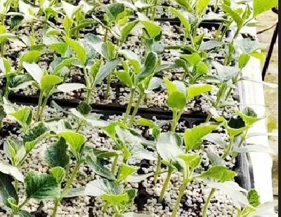 葫芦苗移栽后的养护直接影响其成活率和后期爬藤、开花结果的品质，以下是关键注意事项：