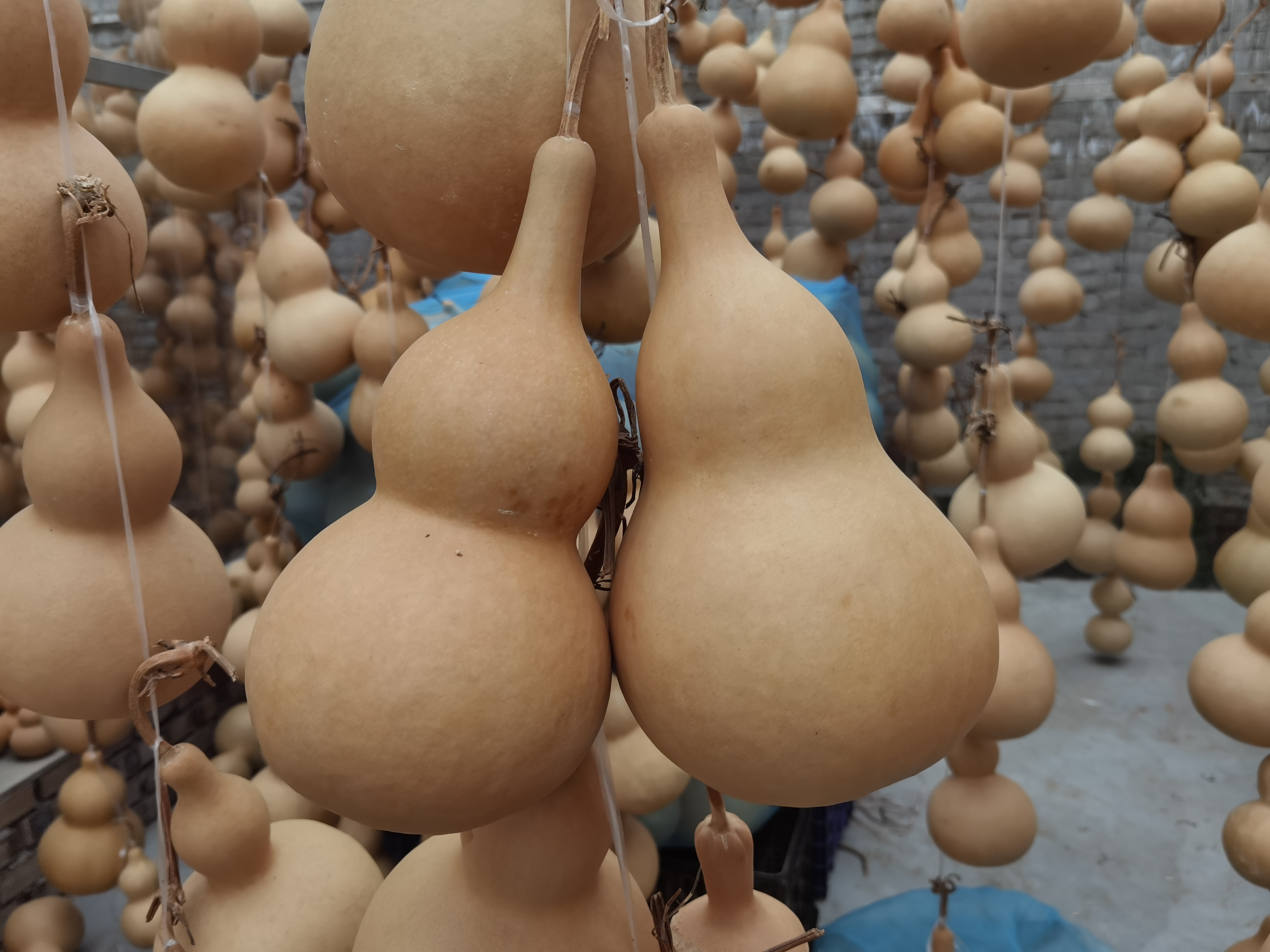 秋季葫芦科学晾晒科普指南