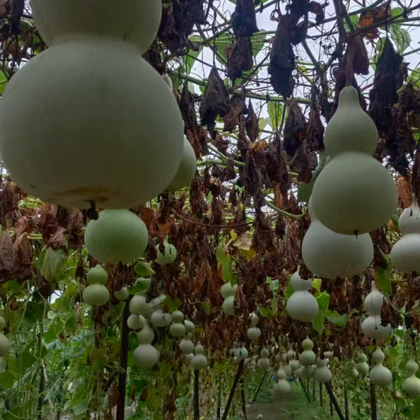 聊城葫芦大集怎么样？有什么葫芦产品可以选择？