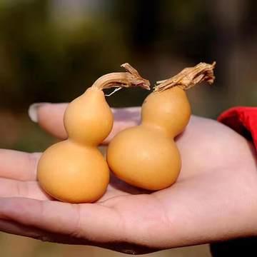 原生态白皮小美葫芦
